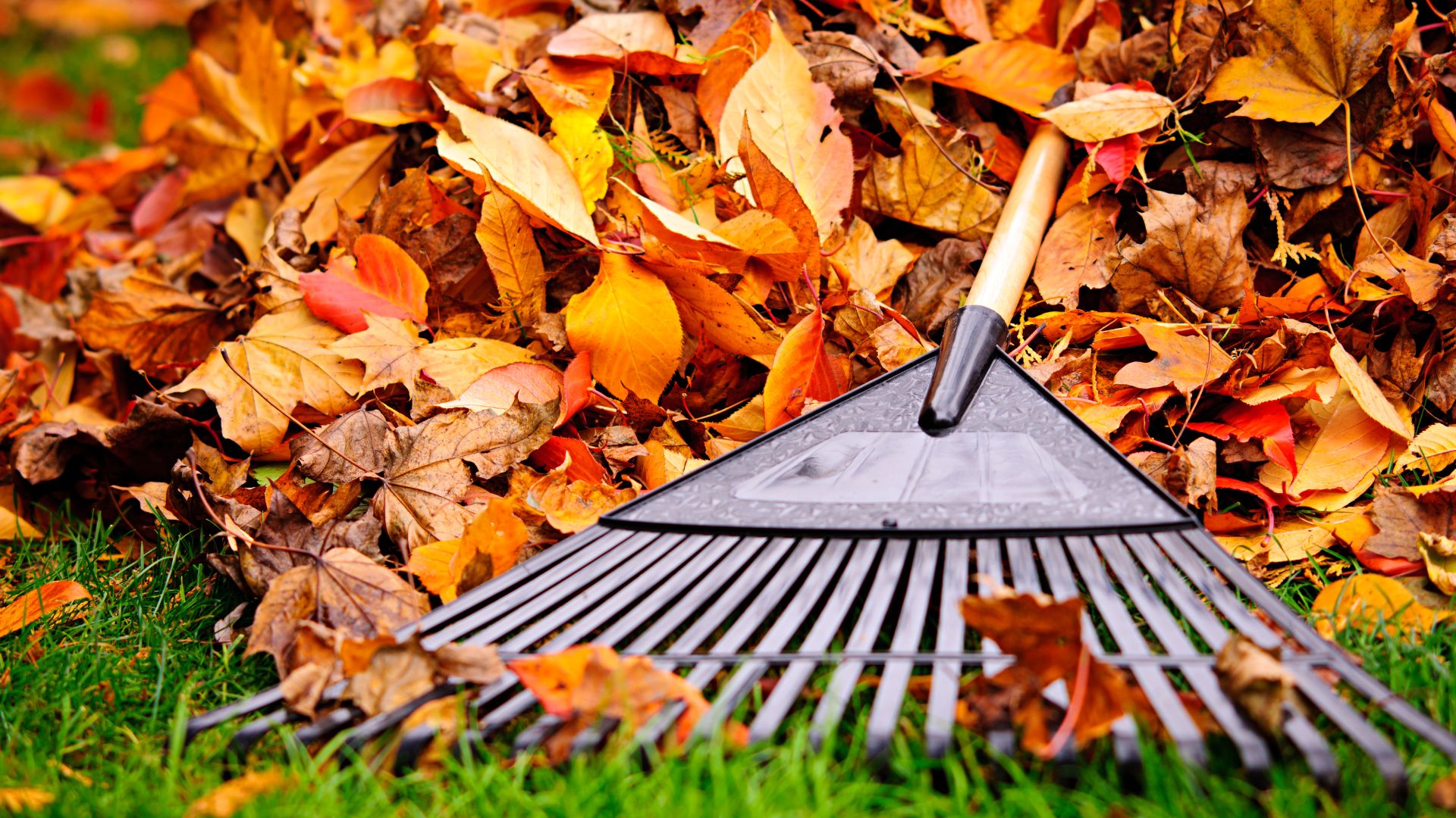 Rake on colorful autumn leaves, ready for yard cleanup