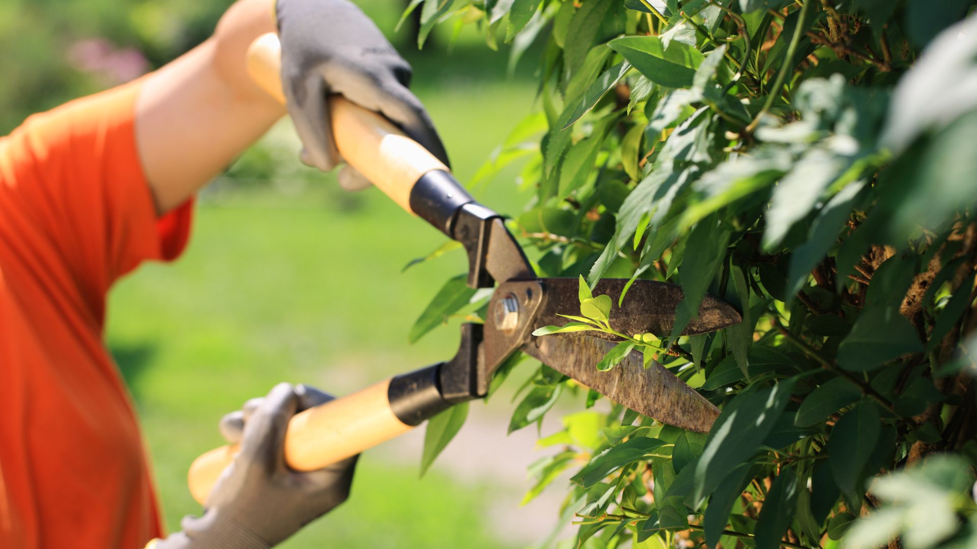 Gardener pruning green shrub with large hand shears outdoors