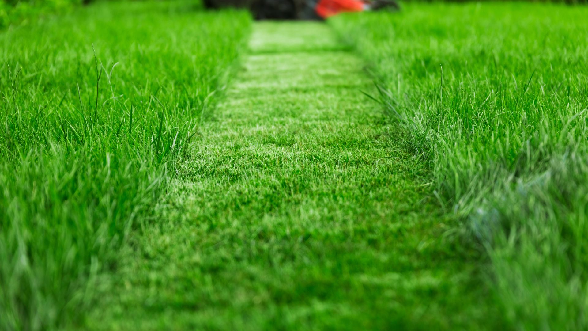Freshly mowed lawn with a narrow path through vibrant green grass