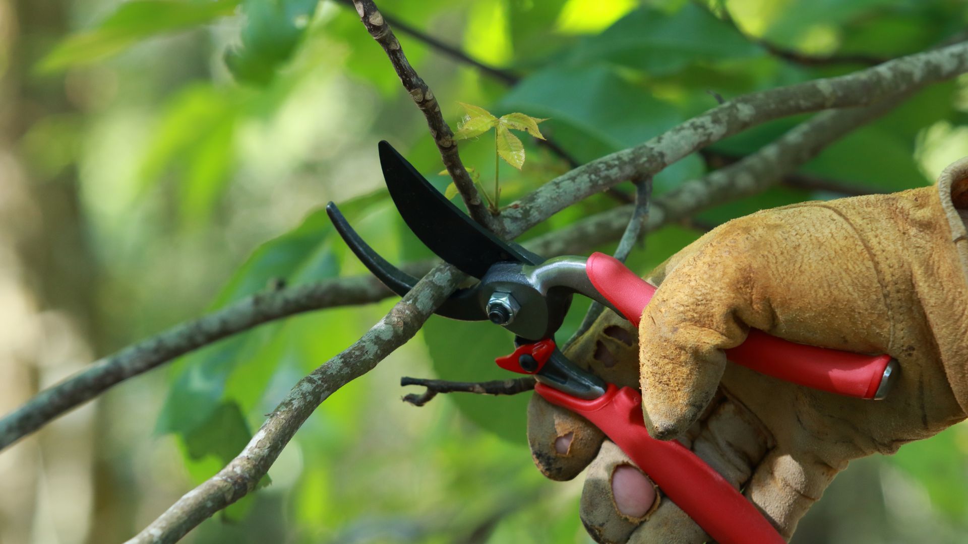 Pruning shears cutting a small branch in a green, leafy environment