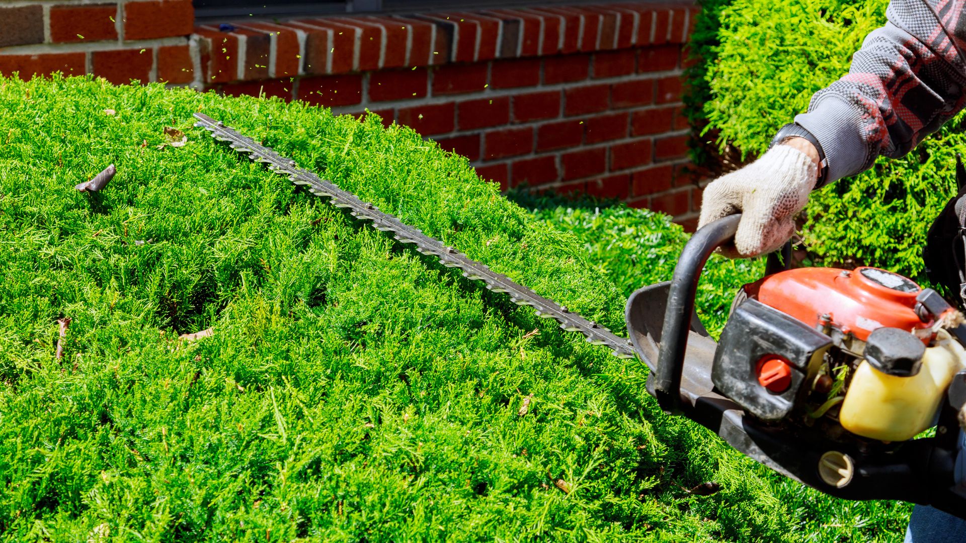 Gardener trimming bright green bushes with gas-powered hedge trimmer