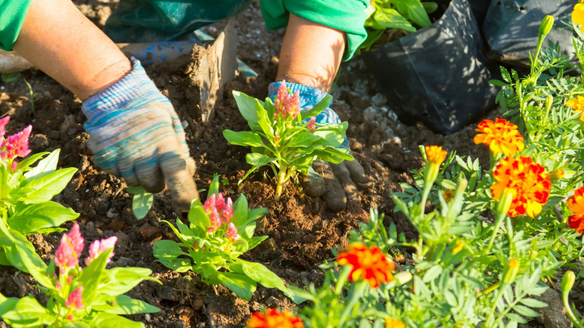 Gardener planting colorful flowers in soil with gloved hands