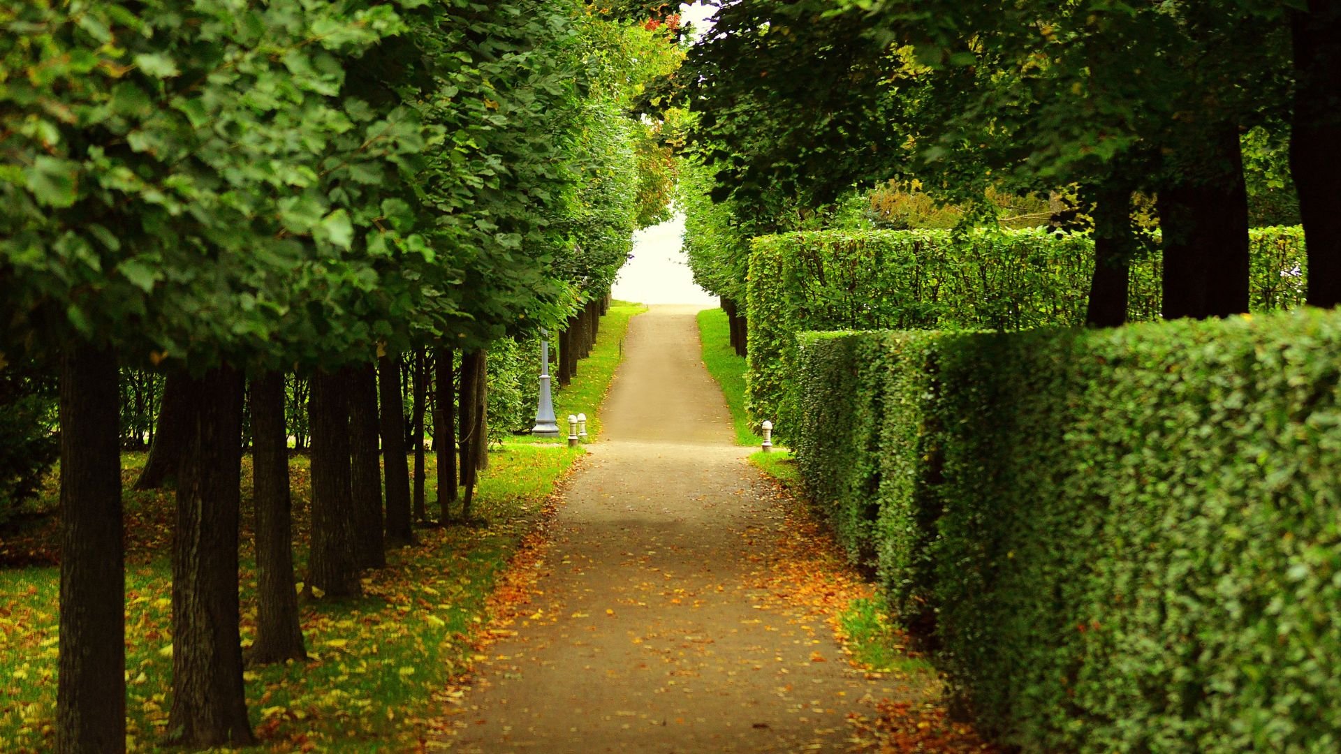 Manicured garden path lined with trimmed hedges and trees in autumn